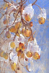 Apples in Winter