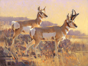 High Desert Pronghorn, 9"x12", Oil on Linen