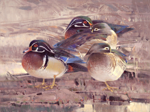 Resting Wood Ducks